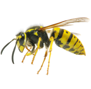 Wasp